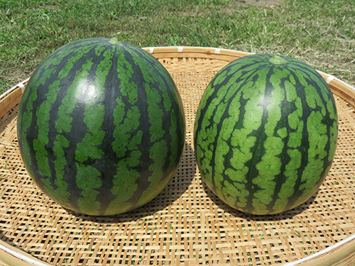 スイカ 横手で採れる野菜と果物 食と農からのまちづくり 秋田県横手市